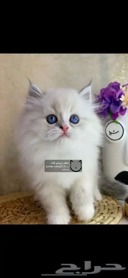 شيرازي هملايا بيكي فيس مون فيس راغدول بيرشن كيتن قطط قط قطو 3