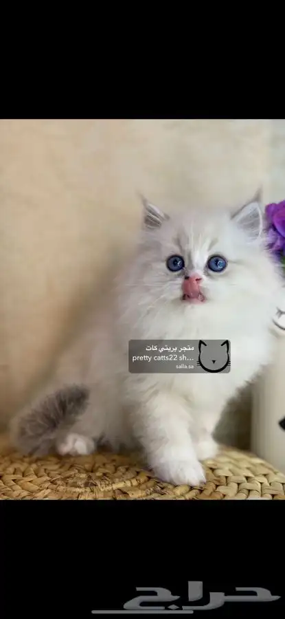 شيرازي هملايا بيكي فيس مون فيس راغدول بيرشن كيتن قطط قط قطو 2