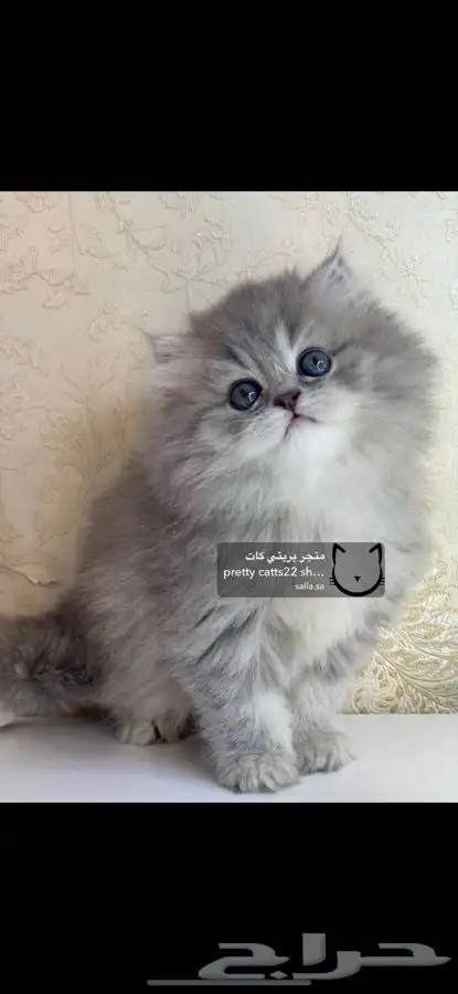 شيرازي هملايا بيكي فيس مون فيس راغدول بيرشن كيتن قطط قط قطو 1