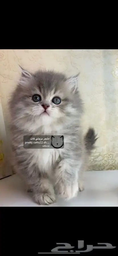 شيرازي هملايا بيكي فيس مون فيس راغدول بيرشن كيتن قطط قط قطو 5