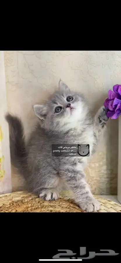 شيرازي هملايا بيكي فيس مون فيس راغدول بيرشن كيتن قطط قط قطو 4