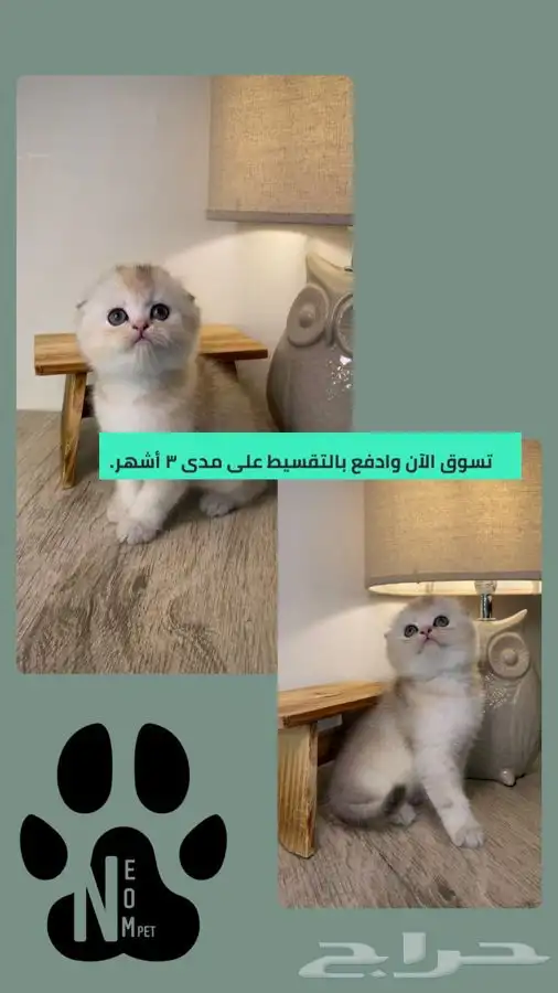سكوتش فولد كيتن قطط للبيع قطط الرياض هملايا شيرازي قطط صغيره 1