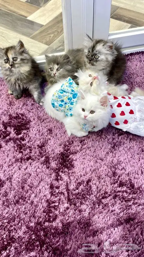 جميع مستلزمات حيوانك الأليف جوده وأسعار تنافسيه 11