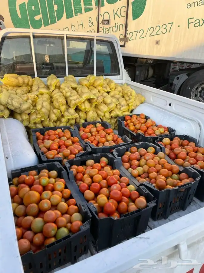 بطاطس وطماط وجميع الخضار وبرتقال وفاكهة نظيفه . 0