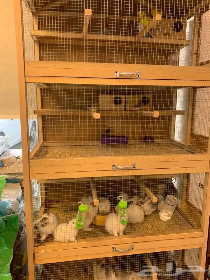 جميع مستلزمات حيوانك الأليف جوده وأسعار تنافسيه 10