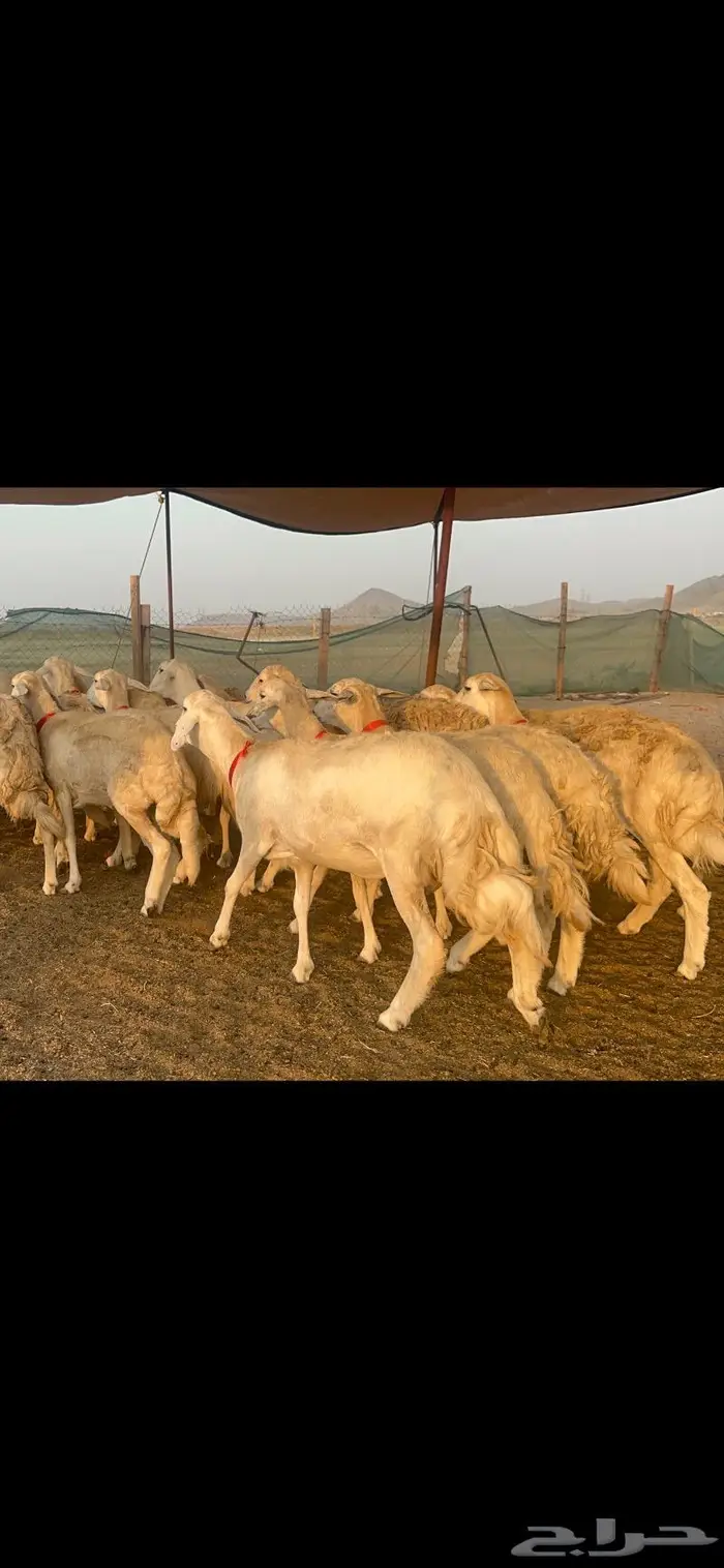 رخال حرش صنف 5