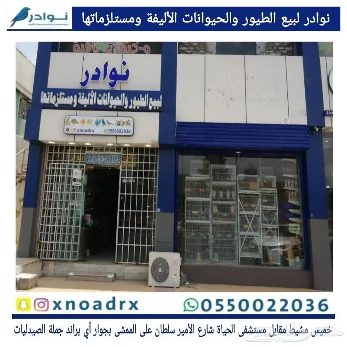 طيور زينة ومستلزماتها محل نوادر خميس مشيط 8
