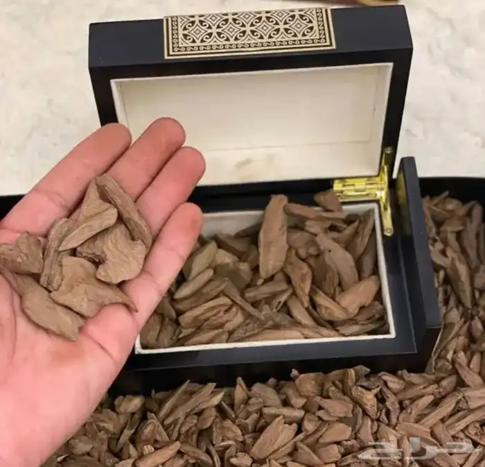 عود مروكي اصقون 2