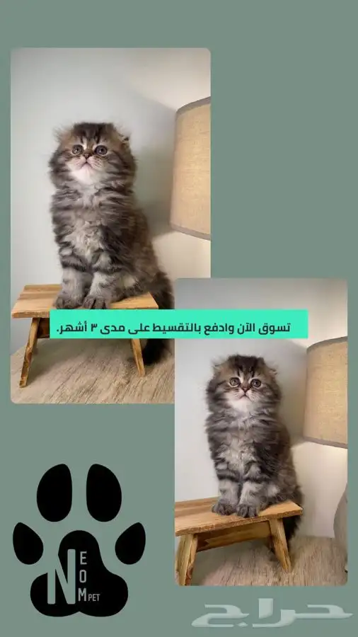 قطط اقساط سكوتش فولد كيتن قطط الرياض هملايا شيرازي قطه بسه 1