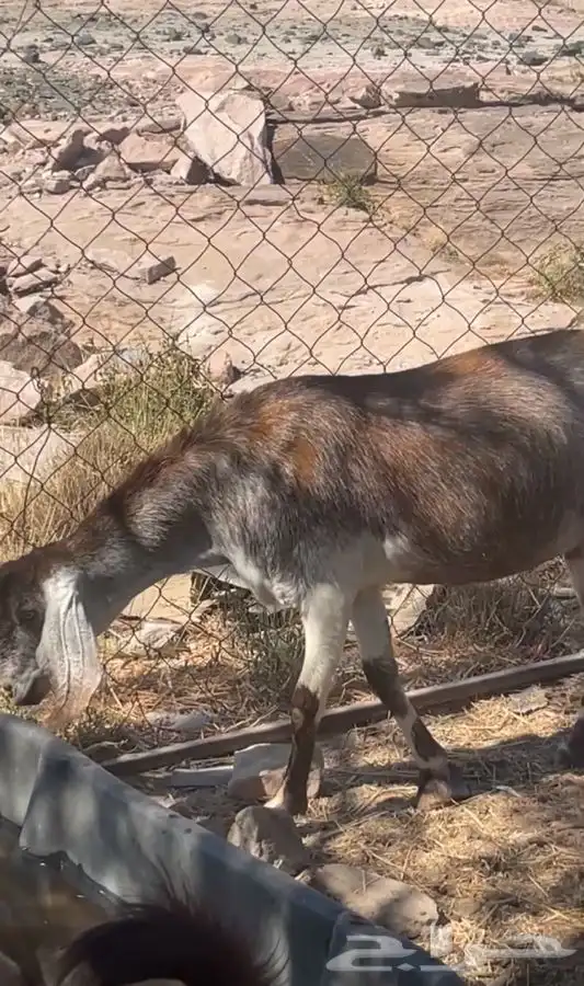 عنز هجين هولندي فاخرة( تم البيع ) 0