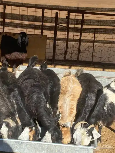 معزا عوارض طيبه دفيع 9 بفحلها 0 معزا عوارض طيبه دفيع 9 بفحلها 0