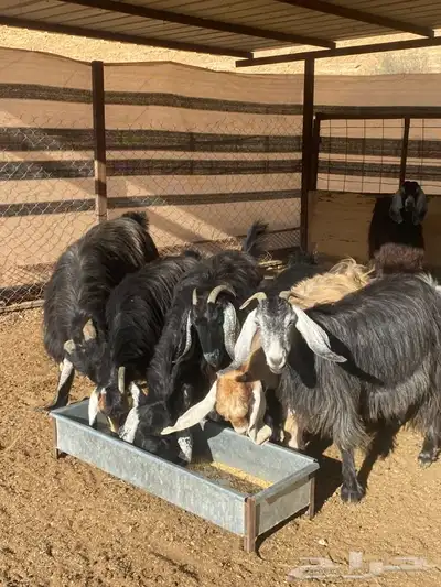 معزا عوارض طيبه دفيع 9 بفحلها 5 معزا عوارض طيبه دفيع 9 بفحلها 5