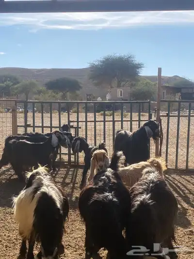 معزا عوارض طيبه دفيع 9 بفحلها 3 معزا عوارض طيبه دفيع 9 بفحلها 3