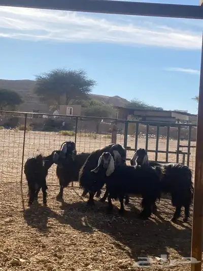 معزا عوارض طيبه دفيع 9 بفحلها 7 معزا عوارض طيبه دفيع 9 بفحلها 7