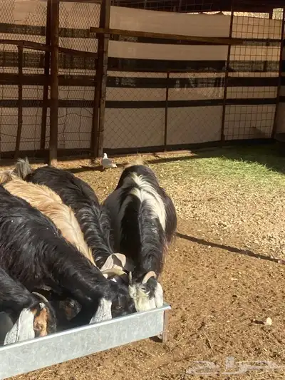 معزا عوارض طيبه دفيع 9 بفحلها 1 معزا عوارض طيبه دفيع 9 بفحلها 1