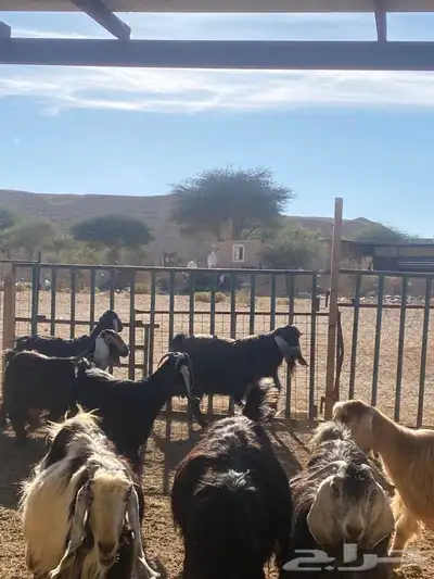 معزا عوارض طيبه دفيع 9 بفحلها 4 معزا عوارض طيبه دفيع 9 بفحلها 4