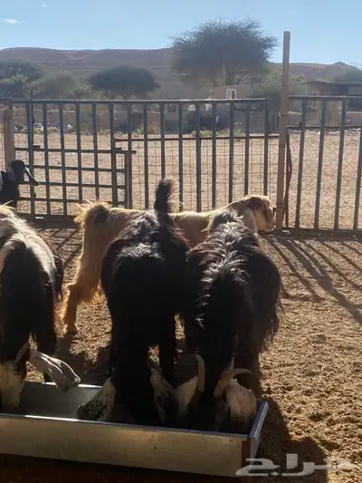 معزا عوارض طيبه دفيع 9 بفحلها 2 معزا عوارض طيبه دفيع 9 بفحلها 2