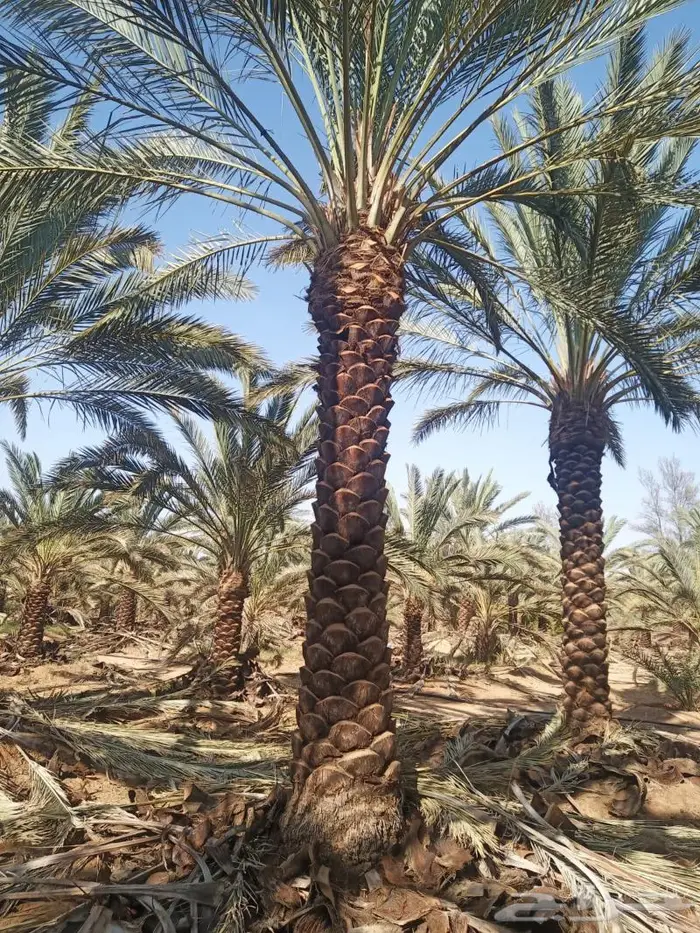 شبوك جدة والرياض 21