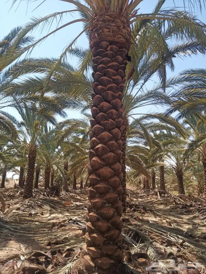 سياج شبك مزارع 31