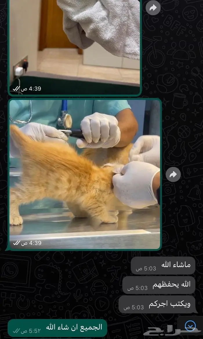 فندقة قطط ورعاية قطط وتزاوج قطط 7