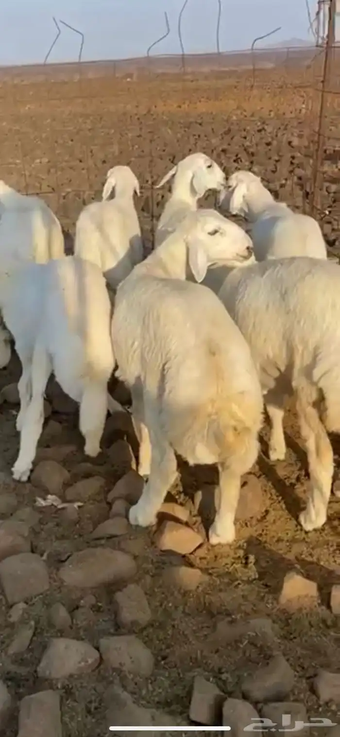 عروض وخصم ذبايح حريه من البر للمناسبات والثلاجه 0