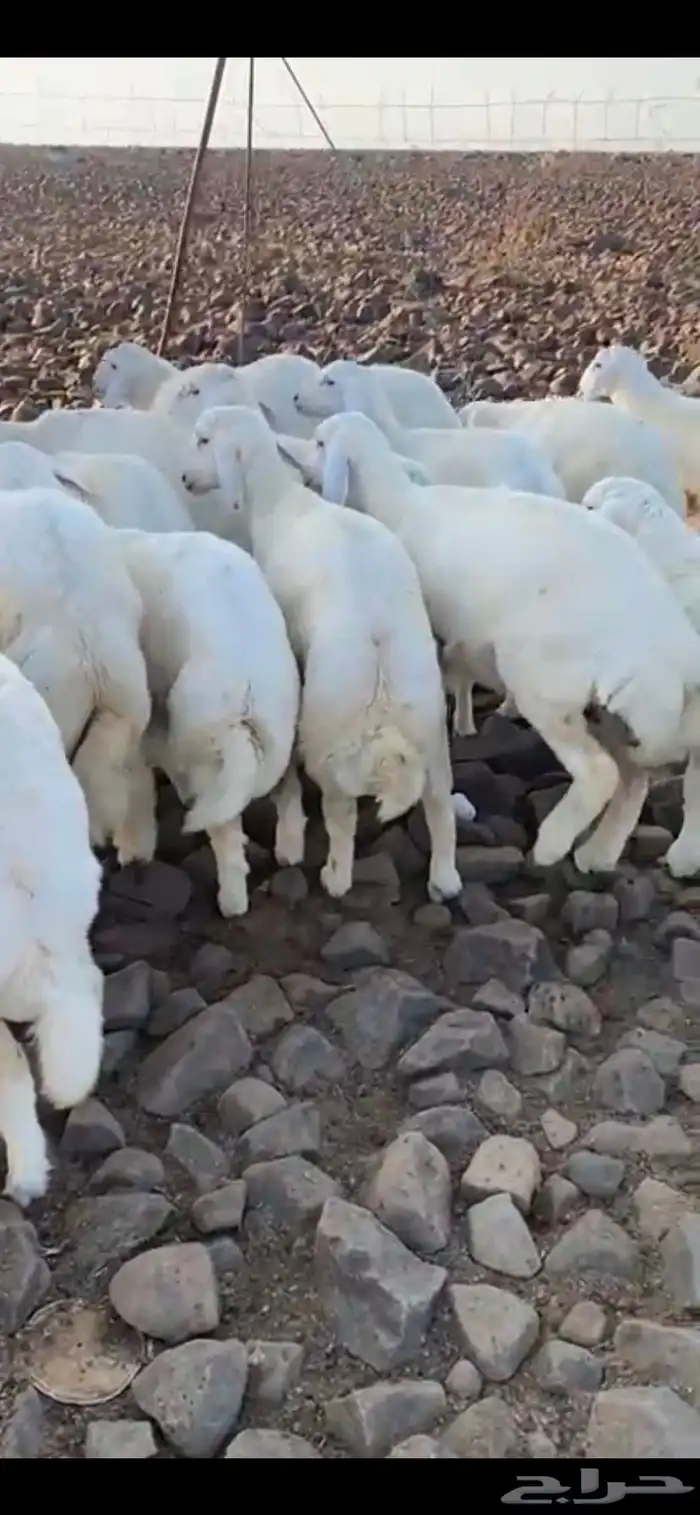 عروض وخصم ذبايح حريه من البر للمناسبات والثلاجه 1