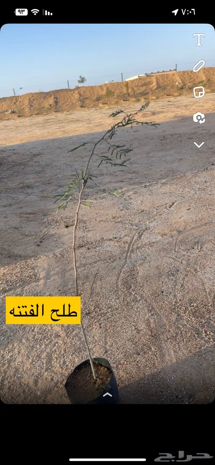 تم تغير الاسعار الشتلات البريه2024 2