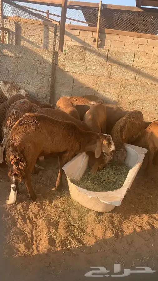 طليان سواكني جبره وفاخره ومقفله وتربايه اشكل من 4 شهور 0