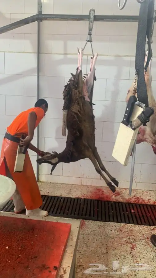 طليان سواكني جبره وفاخره ومقفله وتربايه اشكل من 4 شهور 2