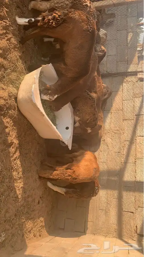 طليان سواكني جبره وفاخره ومقفله وتربايه اشكل من 4 شهور 1