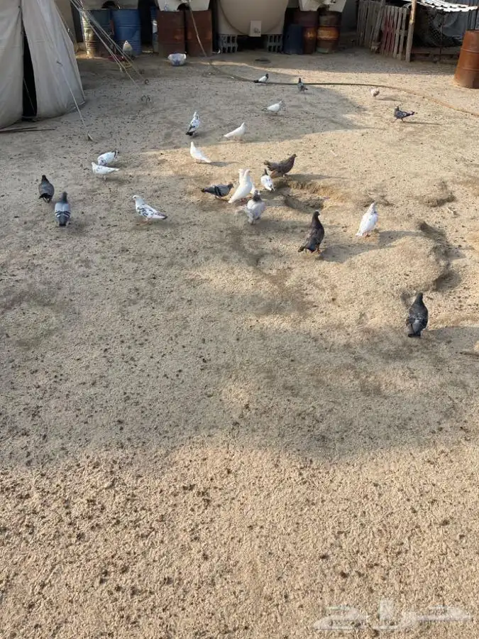 للبيع اقفاص 4