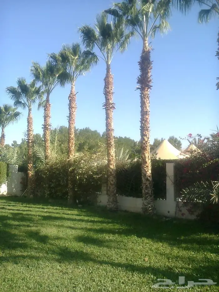 شبك مزارع القصيم 48