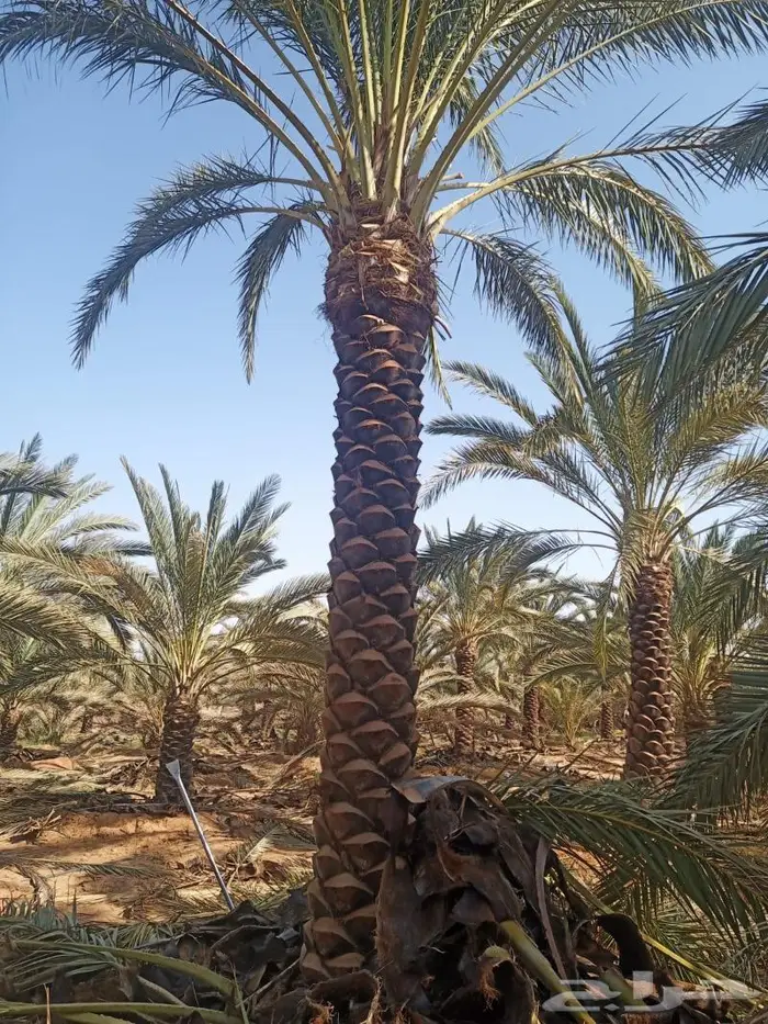 شبك مزارع القصيم 24