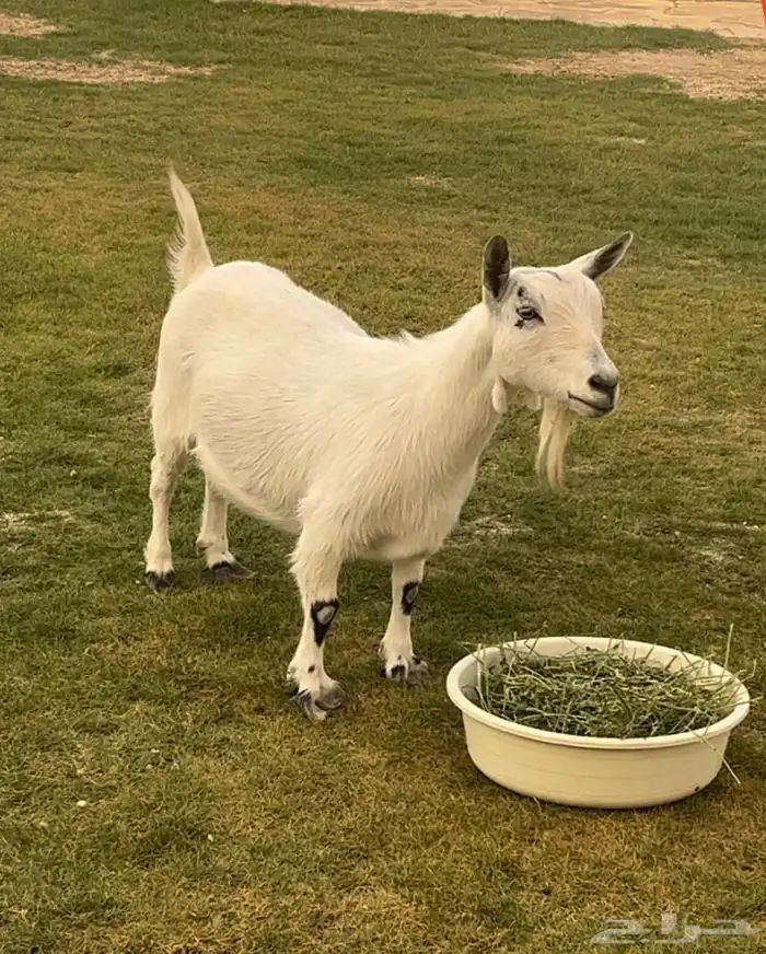 انتاج الماعز القزم ماعز قزم منتج امهات معزاء ماعز قزم دفيع 29