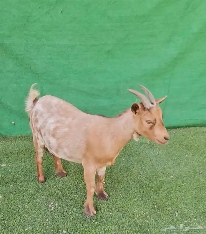 انتاج الماعز القزم ماعز قزم منتج امهات معزاء ماعز قزم دفيع 8