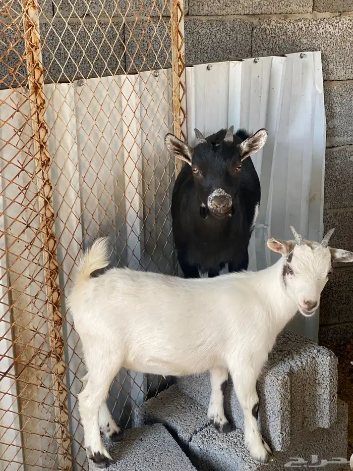انتاج الماعز القزم ماعز قزم منتج امهات معزاء ماعز قزم دفيع 9