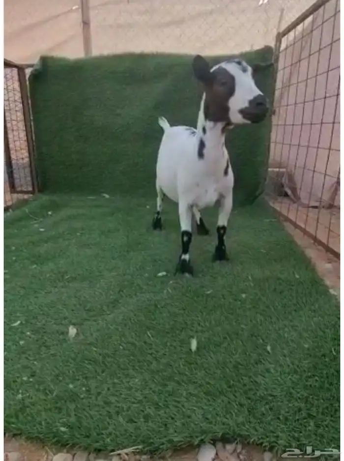 انتاج الماعز القزم ماعز قزم منتج امهات معزاء ماعز قزم دفيع 24