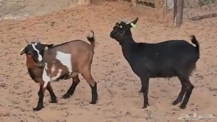 انتاج الماعز القزم ماعز قزم منتج امهات معزاء ماعز قزم دفيع 13