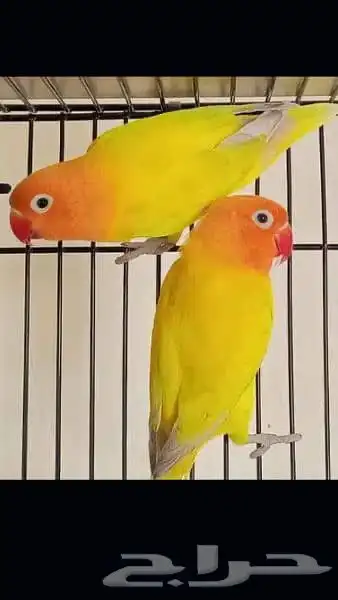 فيشر زوج اورنج اوبلاين فيس صبغة قوية( تم البيع) 0