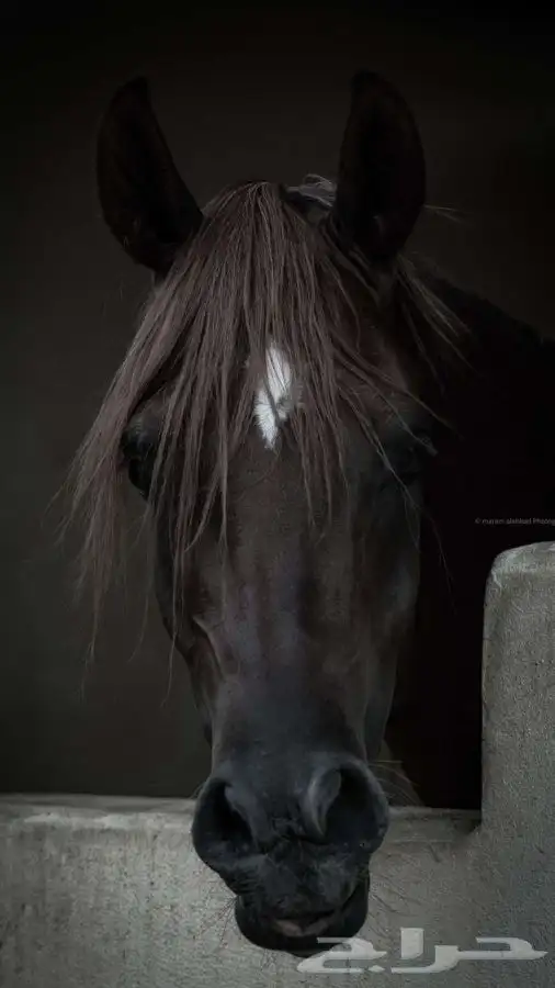 سعودية مصورة محترفة 7