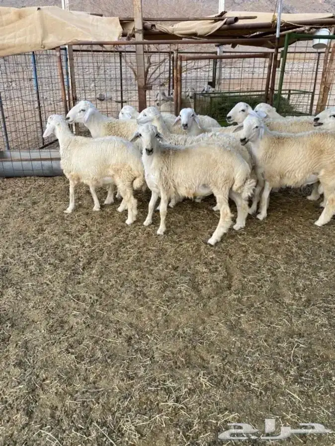 طليان حريه مناسبات شحم 6