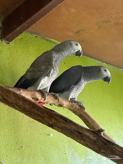 للبيع زوج ببغاء كاسكو افريقي كونقو جاهزين للانتاج 1