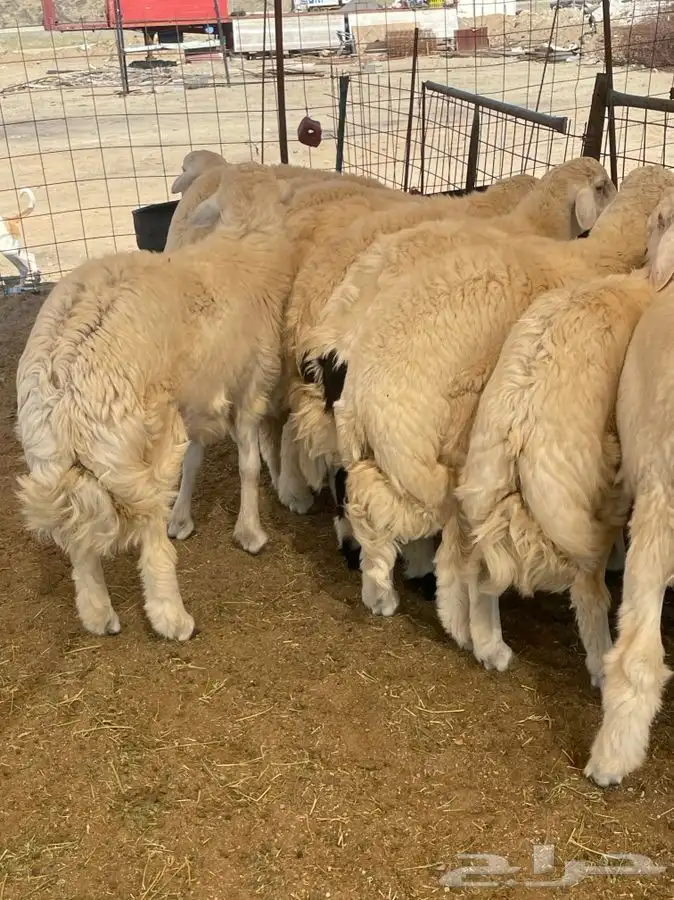 ذبائح حري طليان رخال للبيع جدة طريق بريمان و يوجد حجز و صلخ 0