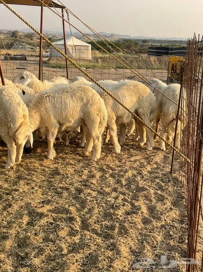 ذبائح حري طليان رخال للبيع جدة طريق بريمان و يوجد حجز و صلخ 1