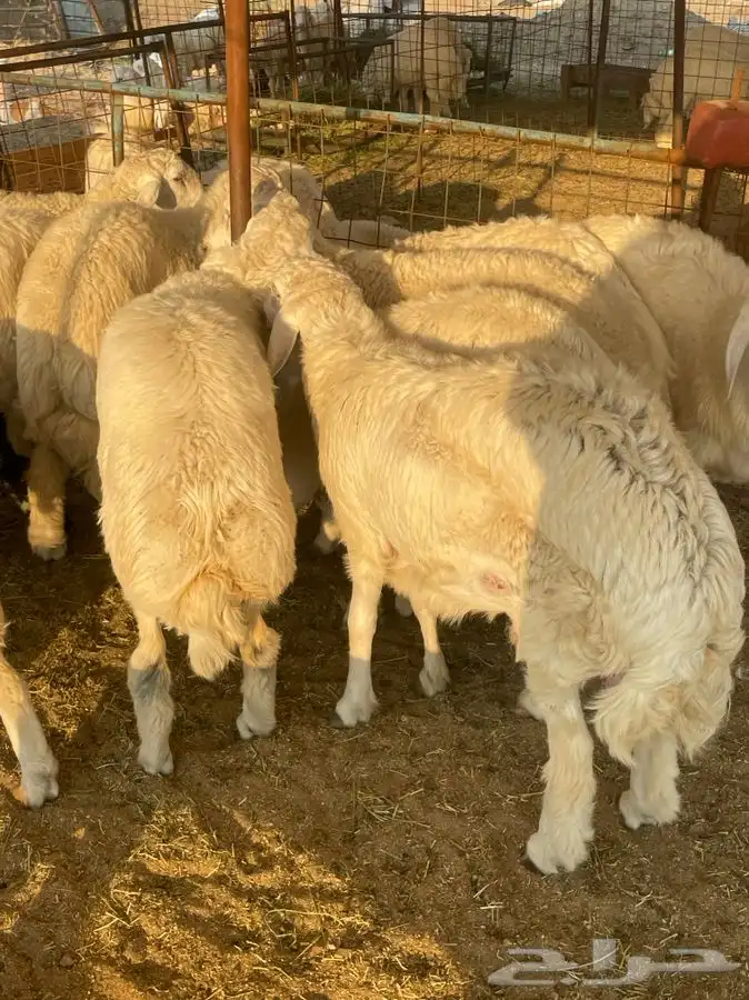ذبائح حري طليان رخال للبيع جدة طريق بريمان و يوجد حجز و صلخ 2