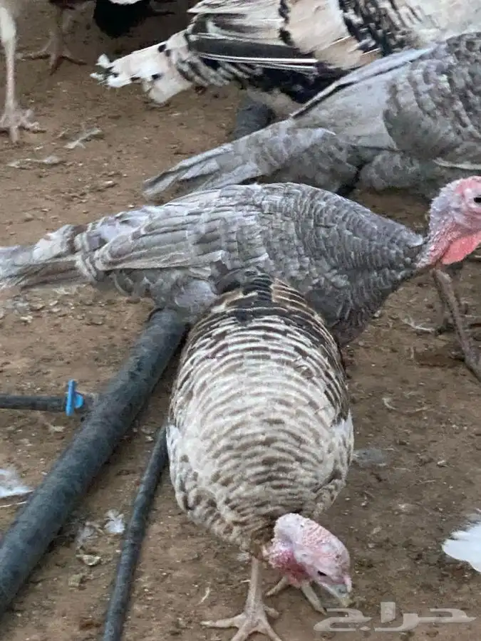 بيض رومي أمهات أحجام كبيره وألوان فواتح 2