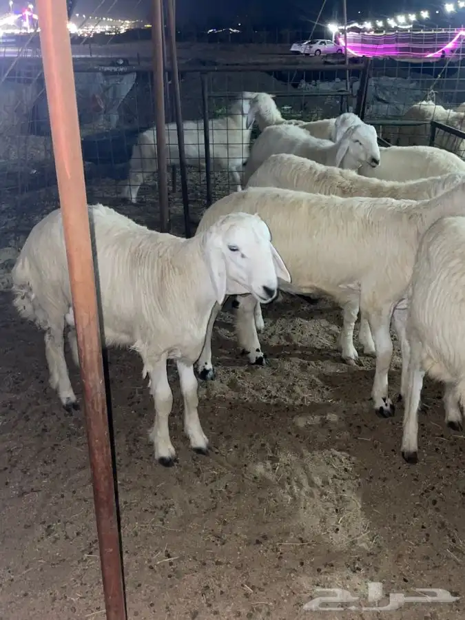 ذبائح حري طليان رخال للبيع جدة طريق بريمان و يوجد حجز و صلخ 3