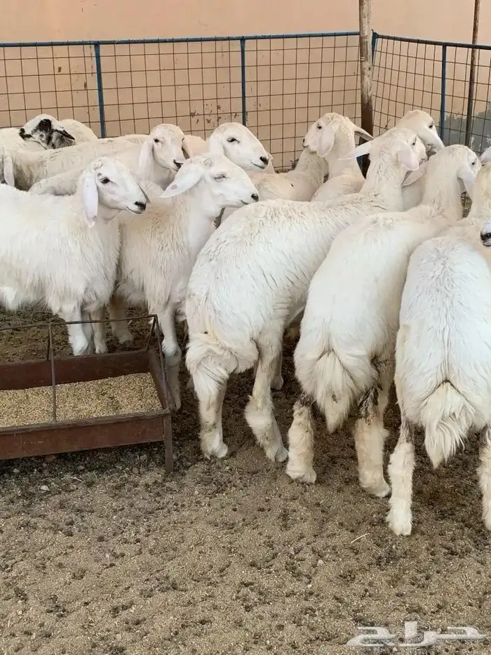 طليان حريه مناسبات شحم 4