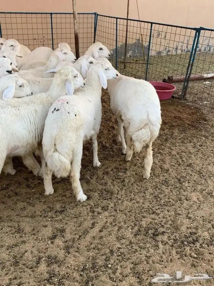 طليان حريه مناسبات شحم 3