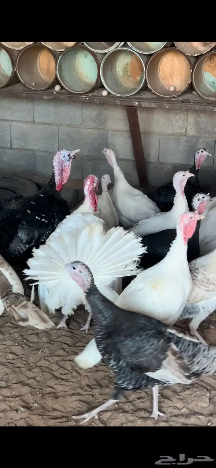 للبيع ديوك رومي و دجاج رومي 0